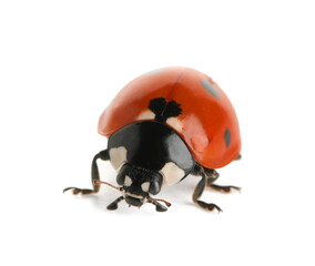 Biodiversity and nature conservation, ladybug insect macro for environmental protection and organic farming concepts isolated on a clean white background © Pixel-Shot