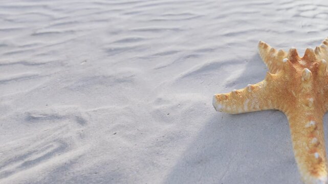 A starfish rests on the sandy beach. The tide is low and the sand shows patterns from the water. The sun shines brightly above. This scene captures a moment by the shore.