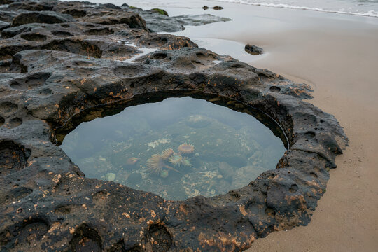Tide pool carved in dark coastal rock with sea anemones and wet sand