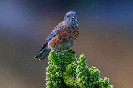 Western Bluebird (Sialia mexicana) Photo, Perched, on a Common Mullein (Verbascum thapsus) Stem, Showing Its Colors