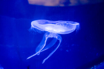 Single jellyfish glows softly in deep blue water © zachary