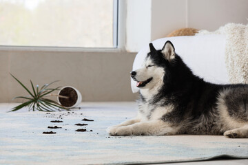 Pet behavior and mischief, guilty husky dog lying on floor next to a knocked over houseplant with spilled soil in a bright home living room interior © Pixel-Shot