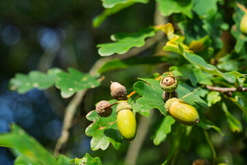 Group of green and brown acorns growing on an oak tree branch with lush leaves in summer. © Stanislav