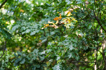 First yellow autumn leaves appearing on a green oak tree branch in a dense autumn forest. © Stanislav