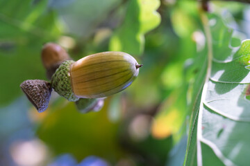 Macro shot of a ripening green acorn on an oak branch with sunlit leaf veins on the blurred background. © Stanislav