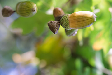 Macro shot of a ripening green acorn on an oak branch with sunlit leaf veins on the blurred background. © Stanislav