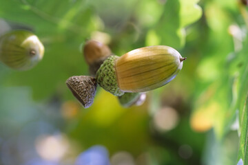 Macro shot of a ripening green acorn on an oak branch with sunlit leaf veins on the blurred background. © Stanislav