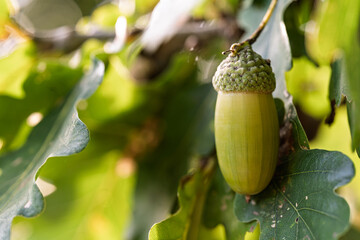 Green young acorn hanging on an oak tree branch with copy space on the left side under soft sunlight. © Stanislav