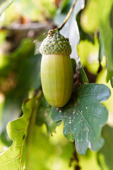 Close up of a green single acorn hanging on an oak tree branch with lush leaves. © Stanislav