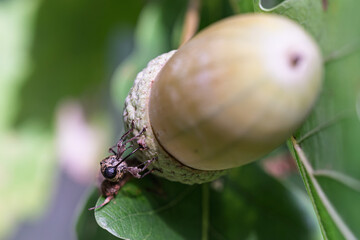 Macro shot of an acorn weevil beetle on a green acorn cap growing on an oak tree branch in summer. © Stanislav