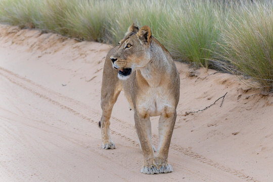 Lion (Panthera leo) hanging around in the sand of the Kgalagadi Transfrontier Park in South Africa, part of the  Kalahari Desert.