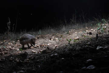 European Hedgehog (Erinaceus europaeus) Foraging at Night on Ground © vinx83