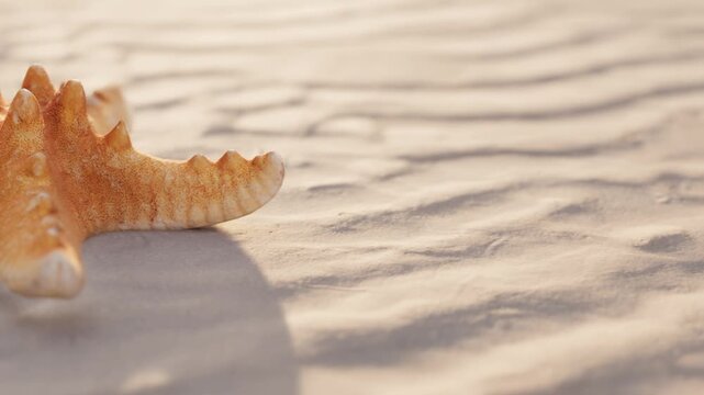 A seashell rests on light sand with visible ripples. The scene captures the soft texture of the sand and the shape of the shell under sunlight.