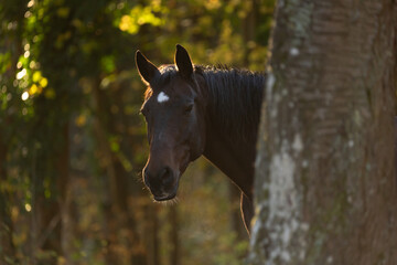 Pferd im Herbst © Nadine Haase