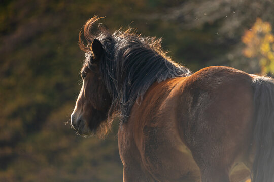 Pferd im Herbst