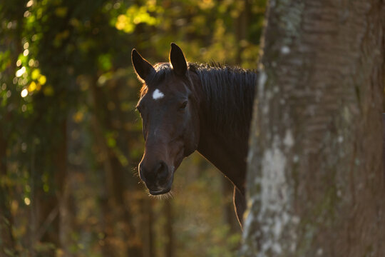 Pferd im Herbst