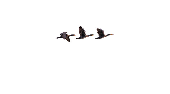 Wild birds flying in formation, flock of migratory cormorants in flight, aquatic waterfowl avian wildlife photography isolated PNG with Transparent Background