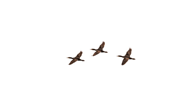 Migrating wild birds flying in formation, flock of three geese soaring together, migratory waterfowl flight overhead isolated PNG with Transparent Background