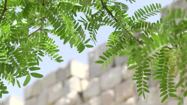 Foliage framing historic stone wall in Jerusalem - Focus from tree leaves to Jerusalem wall and then back to tree leaves
