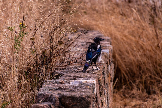 Pica pica pertenece a la familia corvidae.