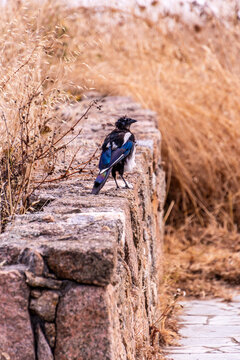 Pica pica pertenece a la familia corvidae.