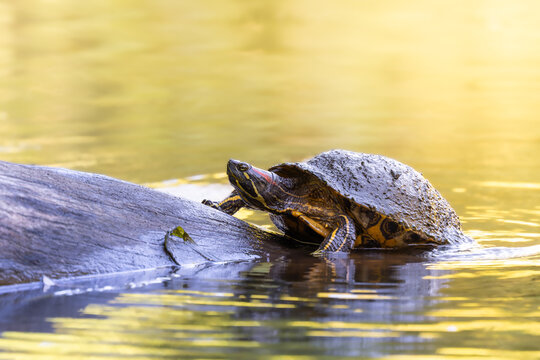Slider turtle climbing onto log