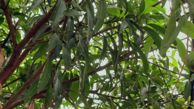 Green mango hanging on tree branch with lush leaves   