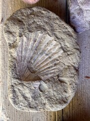 top view of clam seashell fossil in rock © All Creatures Media
