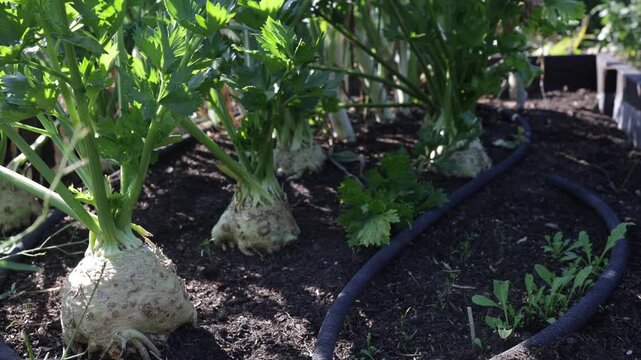 Static Close-Up of Celeriac Growing in a Sunlit Vegetable Garden with Irrigation Hose
