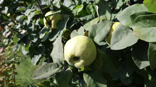 Ripe Quince Fruits Cydonia Oblonga Growing on Tree in Sunny Garden