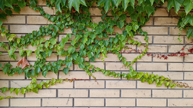 Green wild ivy climbing vine leaves growing across a light brown beige brick wall texture background in bright natural daylight outdoors architecture design pattern concept