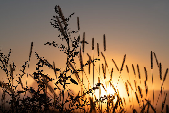 Close-up of tall grass, with the sun rising behind it