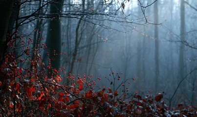 Obraz premium Foggy woodland with colorful foliage