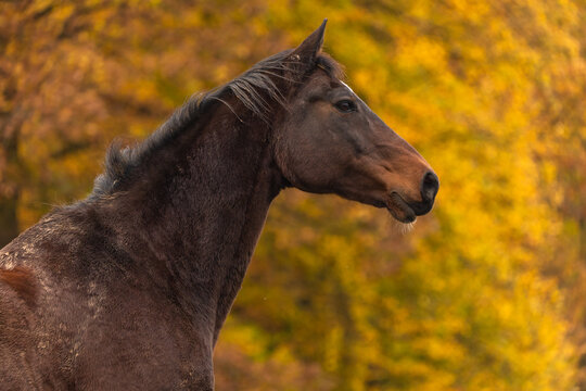 Pferd im Herbst