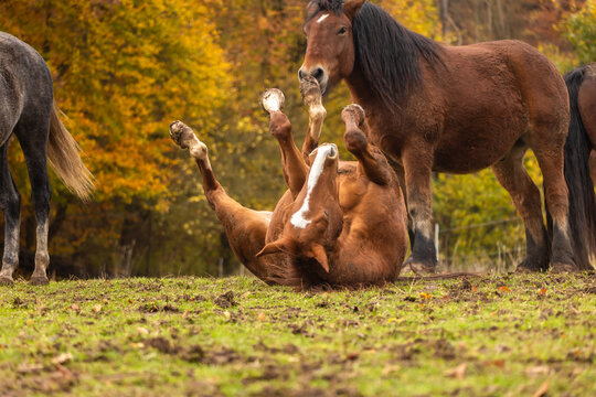 Pferd im Herbst