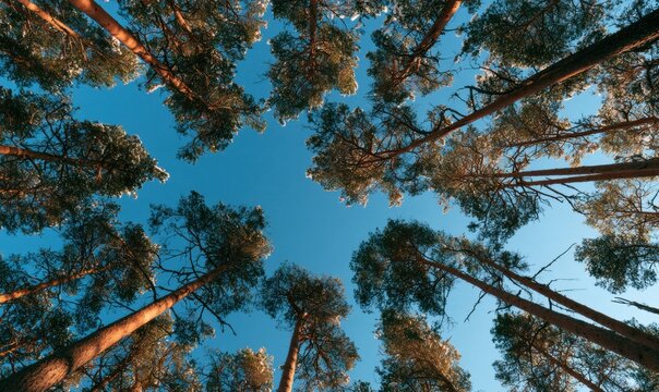 Aerial view of tall pine trees against bright blue sky with sunlight filtering t
