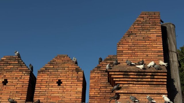 Pigeons on Tha Phae Gate brick battlements in Chiang Mai