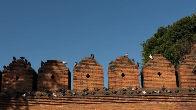 Pigeons perched on Tha Phae Gate brick wall in Chiang Mai