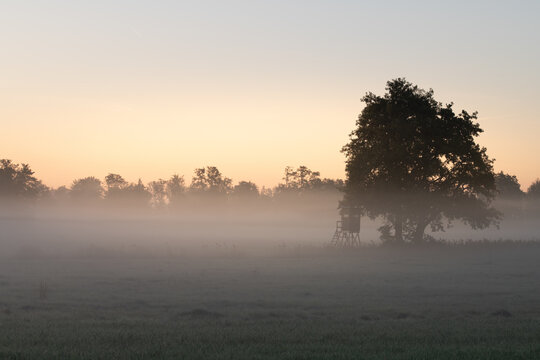 A meadow in the morning mist. The sun is rising. Wafts of mist drift across the meadow.