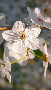 White Cherry Blossom Branch In Spring Garden Sunlight Close Up