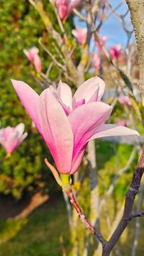 Pink Magnolia Blossom on Branch in Spring Garden Natural Floral Beauty