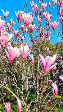 Vibrant Pink Magnolia Blossoms Blooming on Tree Branches in Sunny Spring Garden