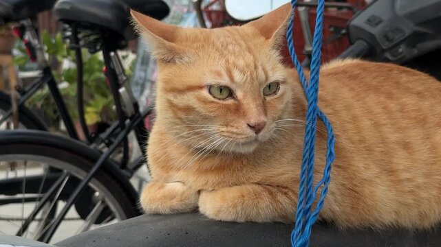 Ginger cat resting on motorcycle seat in Chiang Mai