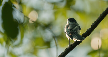 Black Capped Chickadee perched on a vertical branch and illuminated by soft sunlight against blurred green vegetation. © Anne