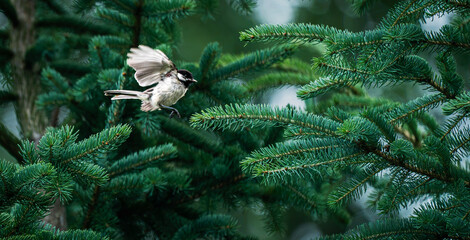 Chickadee flying between fir tree branches with wings spread and legs extended forward, surrounded by green conifer foliage. © Anne