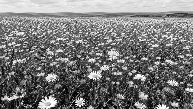 Monochrome Flower Meadow and Rolling Hills
