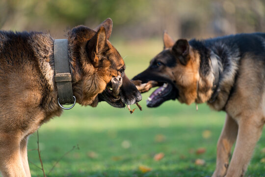 Two Dogs Fighting Over Stick