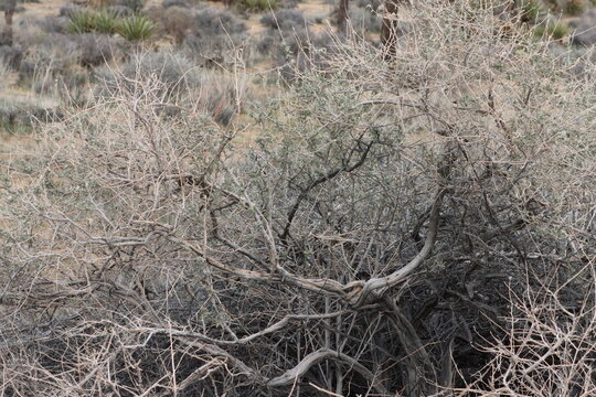 Common Four Wing Saltbush, Atriplex Canescens Variety Canescens, a hypnotic native dioemonoecious shrub displaying aging thick curved branches during Winter in the Little San Bernardino Mountains.