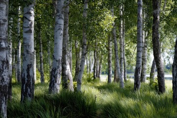 Obraz premium Serene forest scene of slender birch trees with white bark surrounded by lush green grass bathed in soft natural sunlight during a peaceful day outdoors