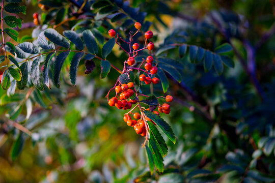 Red rowan berries branch close up with green leaves in autumn forest